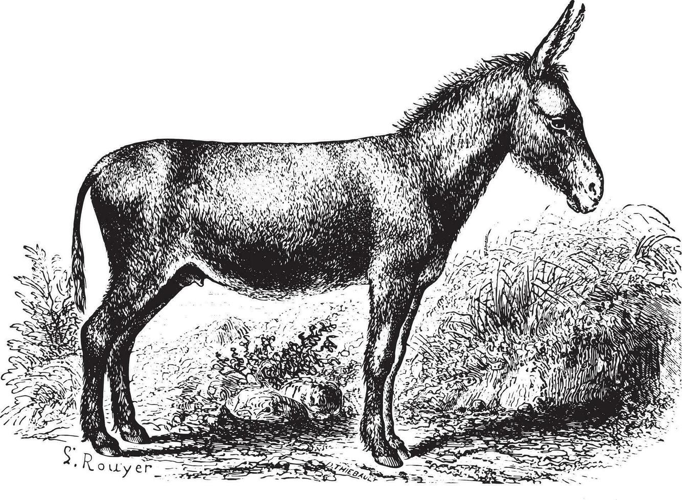 Donkey, vintage engraving. vector