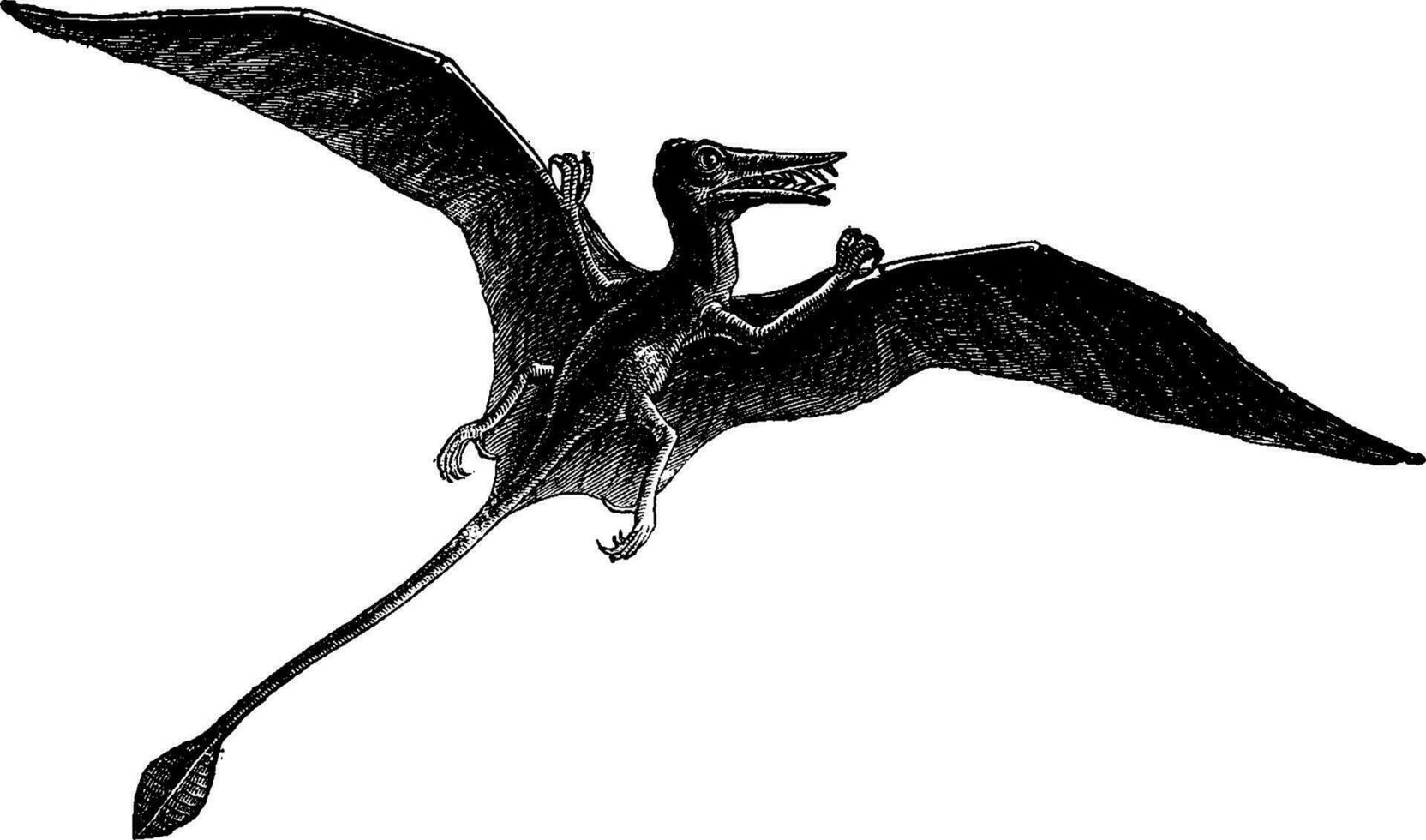 Rhamphorhynchus, vintage engraving. vector