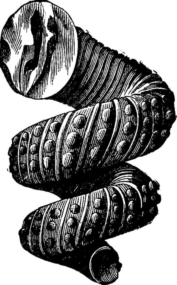 cefalópodo amonitas de el cretáceo período, Clásico grabado. vector