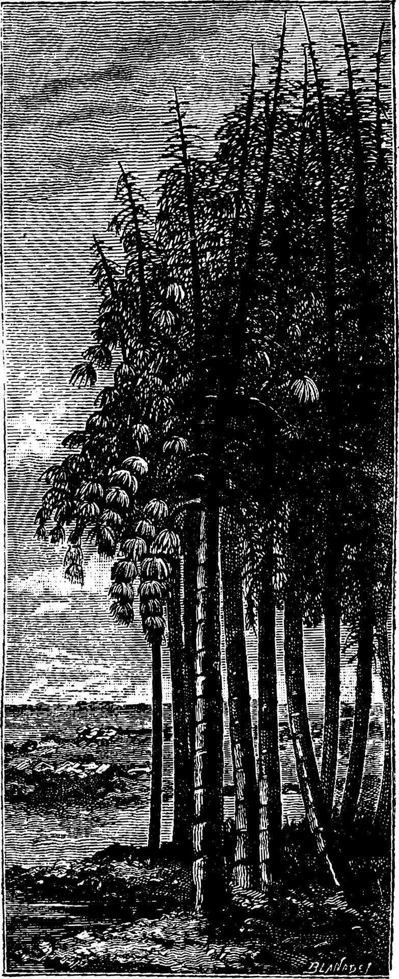 The first tree. Group calamities, vintage engraving. 34509971 Vector