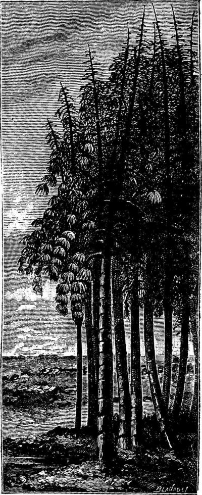 The first tree. Group calamities, vintage engraving. vector