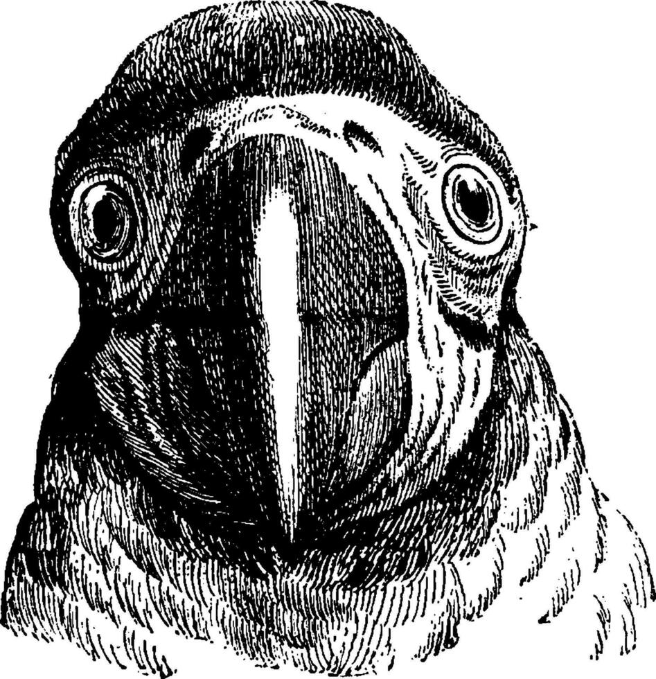 Parrot, vintage engraving. vector