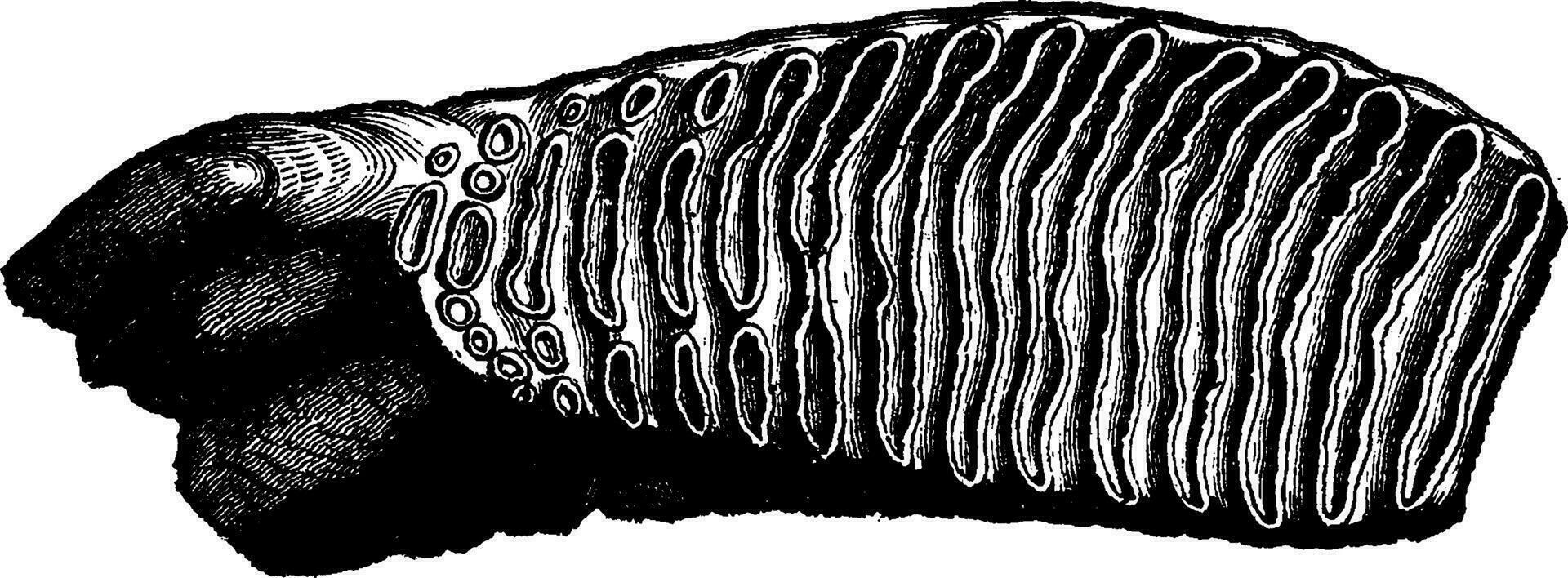 Molar tooth of a mammoth, vintage engraving. vector