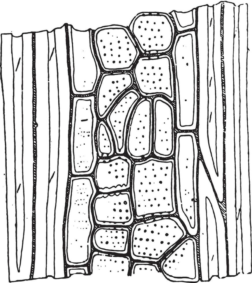 Common ash, vintage engraving. vector