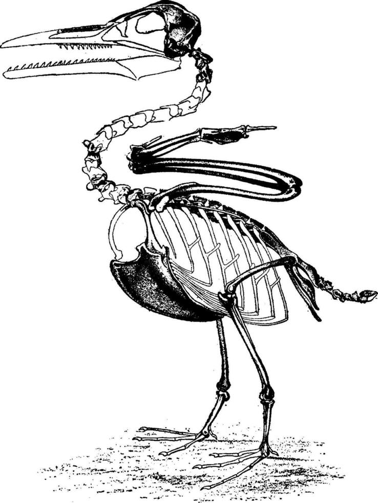 The toothed birds of the Cretaceous period, Ichthyornis Victor of North America, vintage engraving. vector