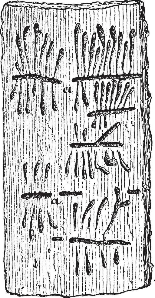 Galleries of Hylesinus vittatus in elm bark, vintage engraving. vector