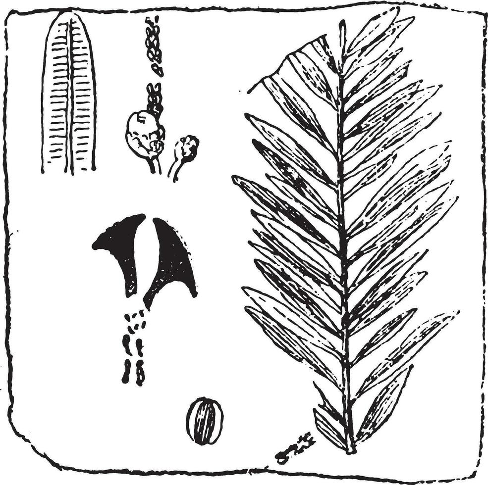 Sequoia Langsdorfii, vintage engraving. vector