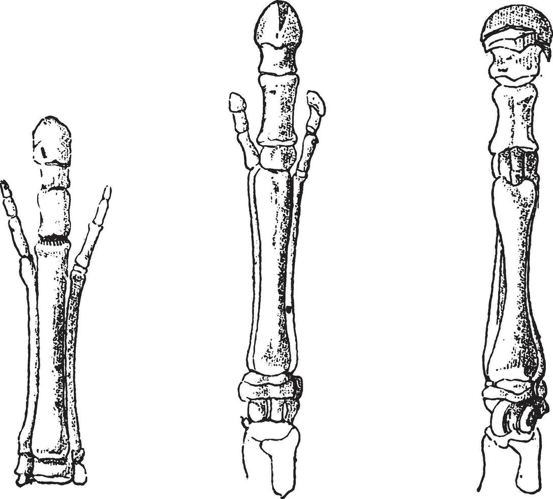 pie de anquiterio, pie de hipparión, pie de caballo, Clásico grabado. vector