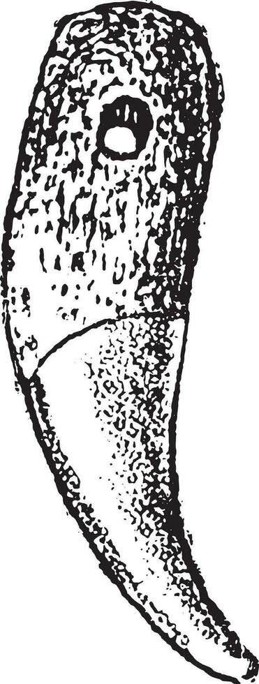Wolf canine teeth, pierced to serve as ornament, vintage engraving. vector