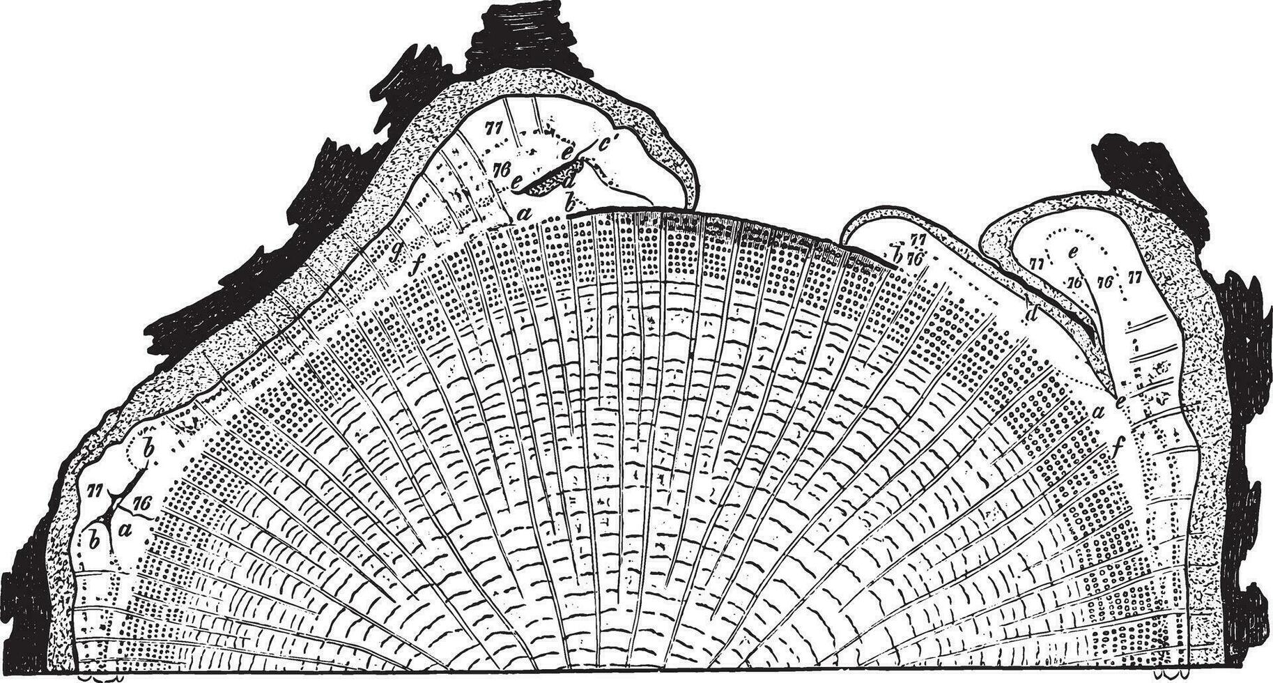 This figure shows what way is operates the healing of wounds, made on a oak tree, vintage engraving. vector