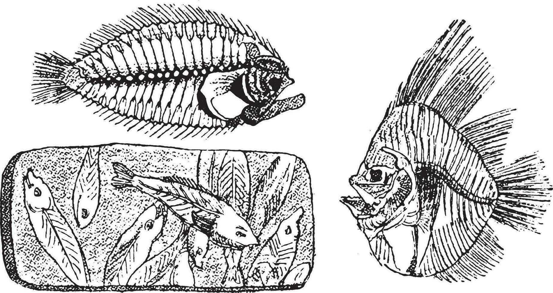 fósil esqueleto de un rodaballo, fósil esqueleto de platax altissimus, hemi rinoceronte de el puteaux caliza, Clásico grabado. vector