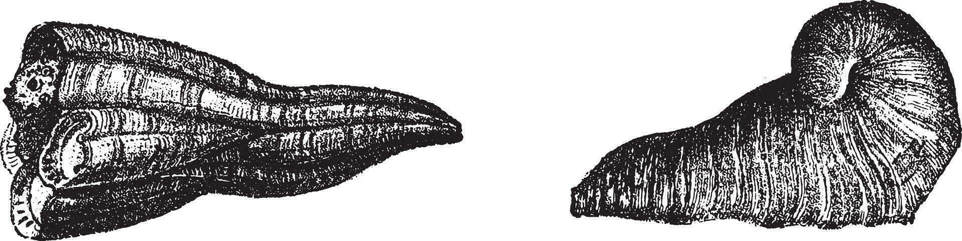 hipuritas o rudistas desde cretáceo terreno, Clásico grabado. vector