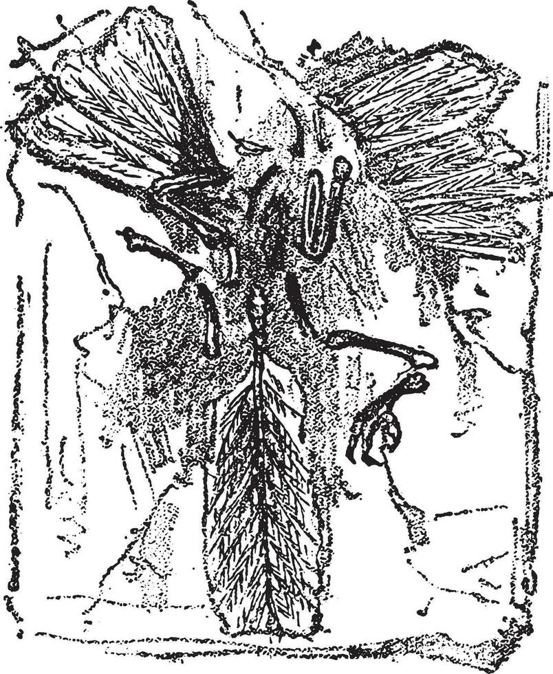 Fossil remains of a bird, Archaeopteryx lithographica of lithographic limestone of Solehofen, vintage engraving. vector