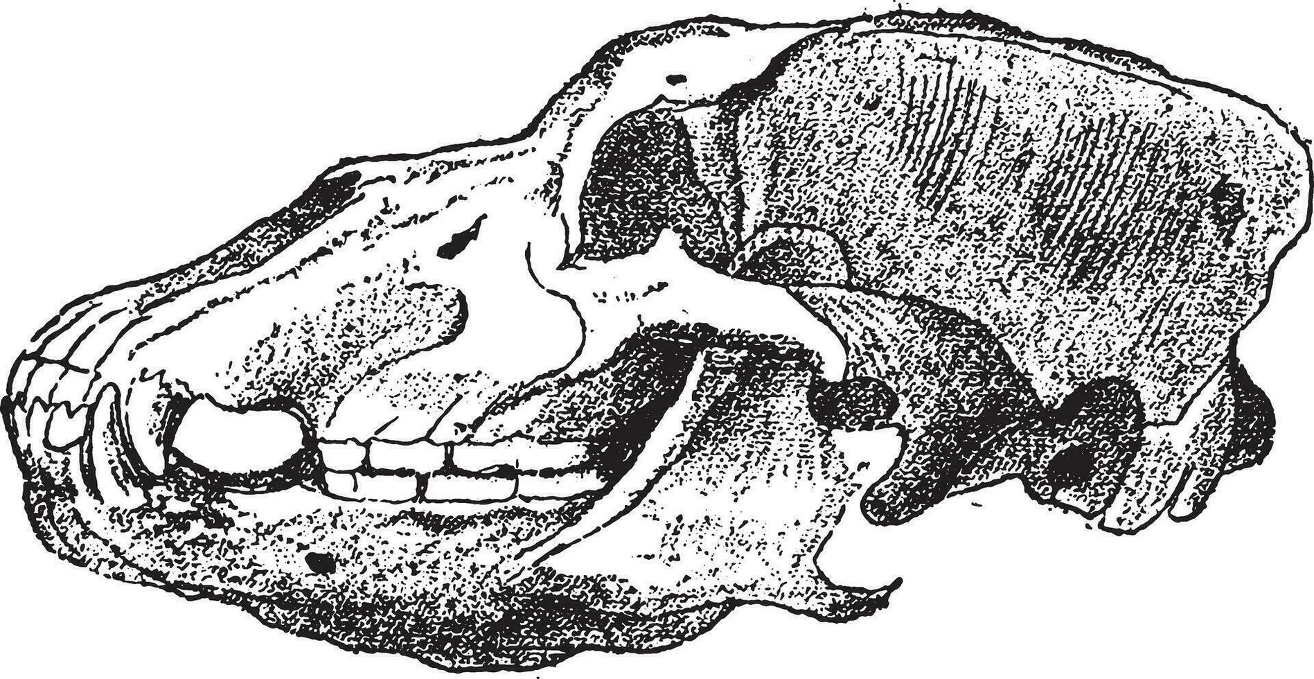 Fossil Head of Cave Bears, vintage engraving. vector