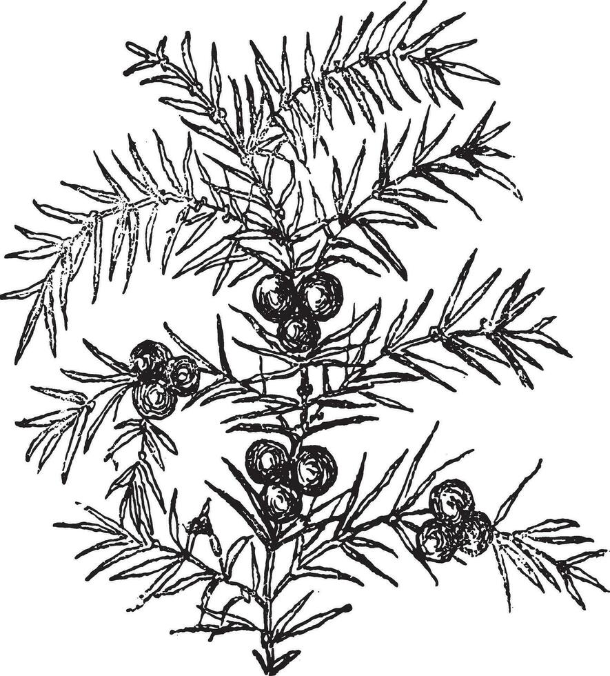 Juniper, vintage engraving. vector