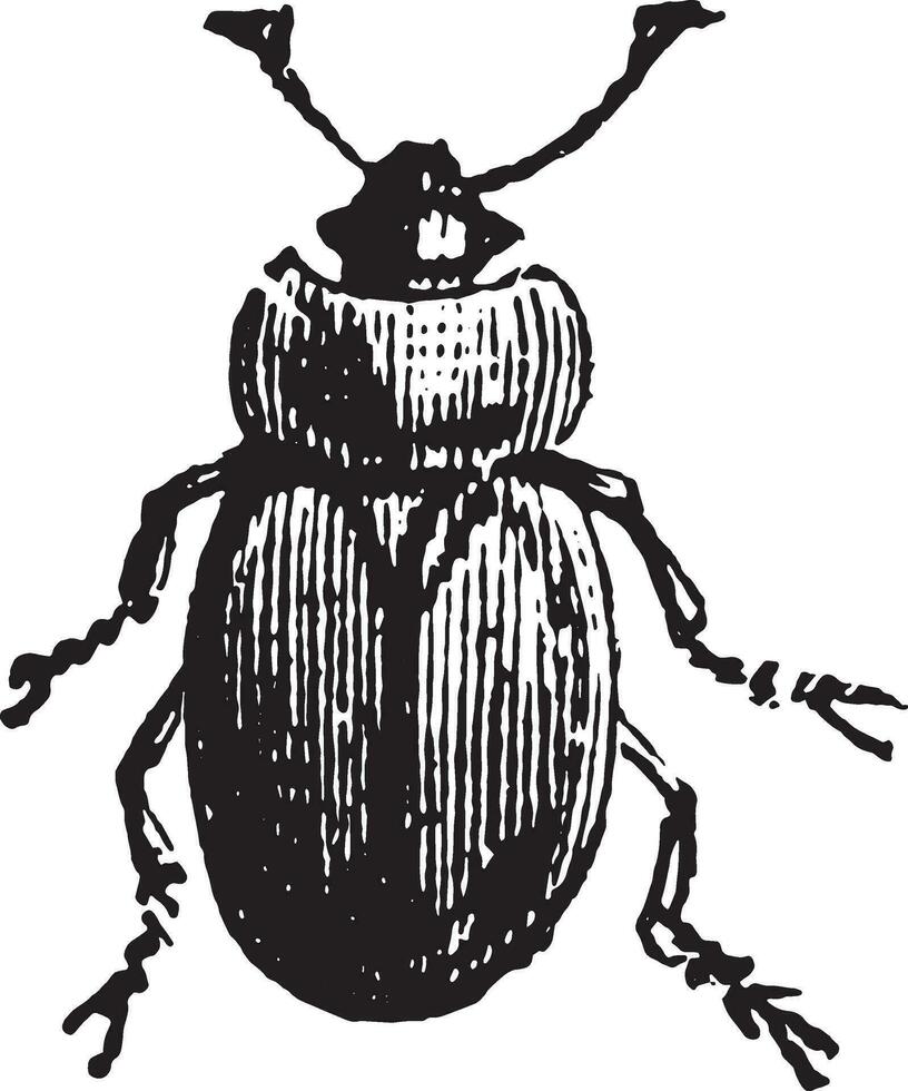 Sap beetle, vintage engraving. vector
