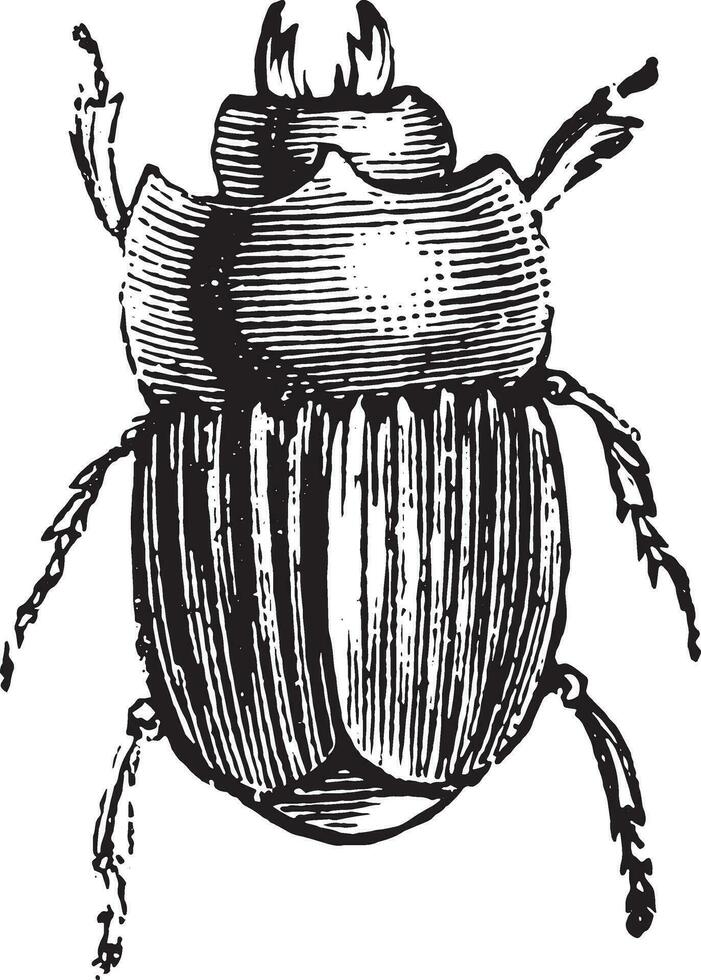 Escarbot, vintage engraving. 34510107 Vector Art at Vecteezy