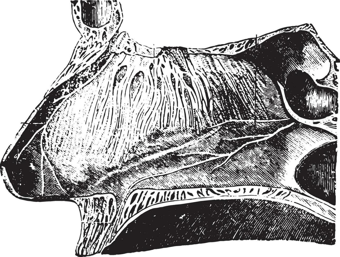 Longitudinal section of the nose, vintage engraving. vector