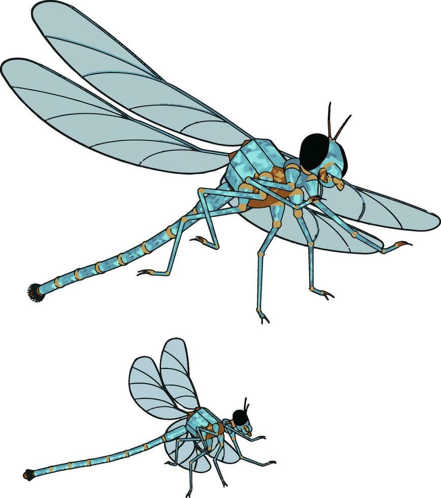 3D model of dragonfly, illustration, vector on white background.