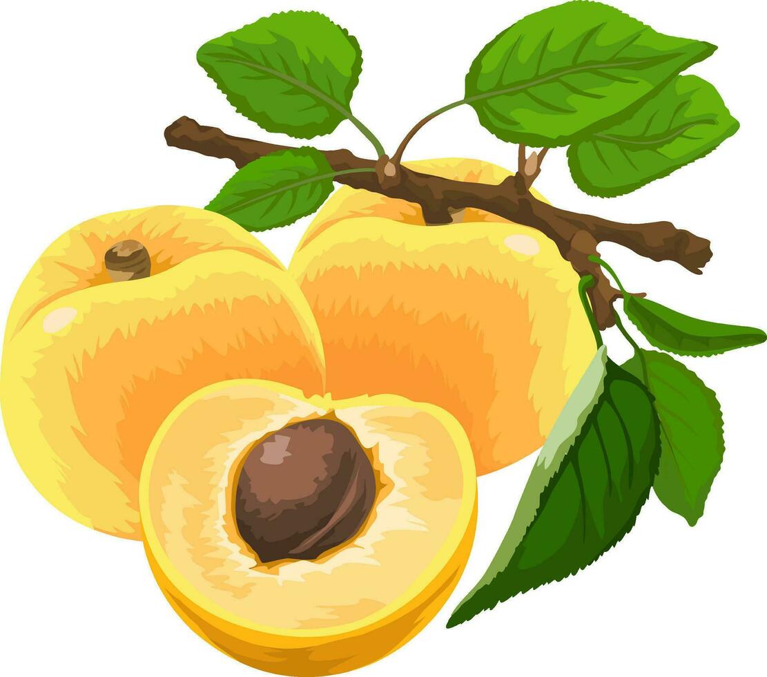 Vector of organic apricot.