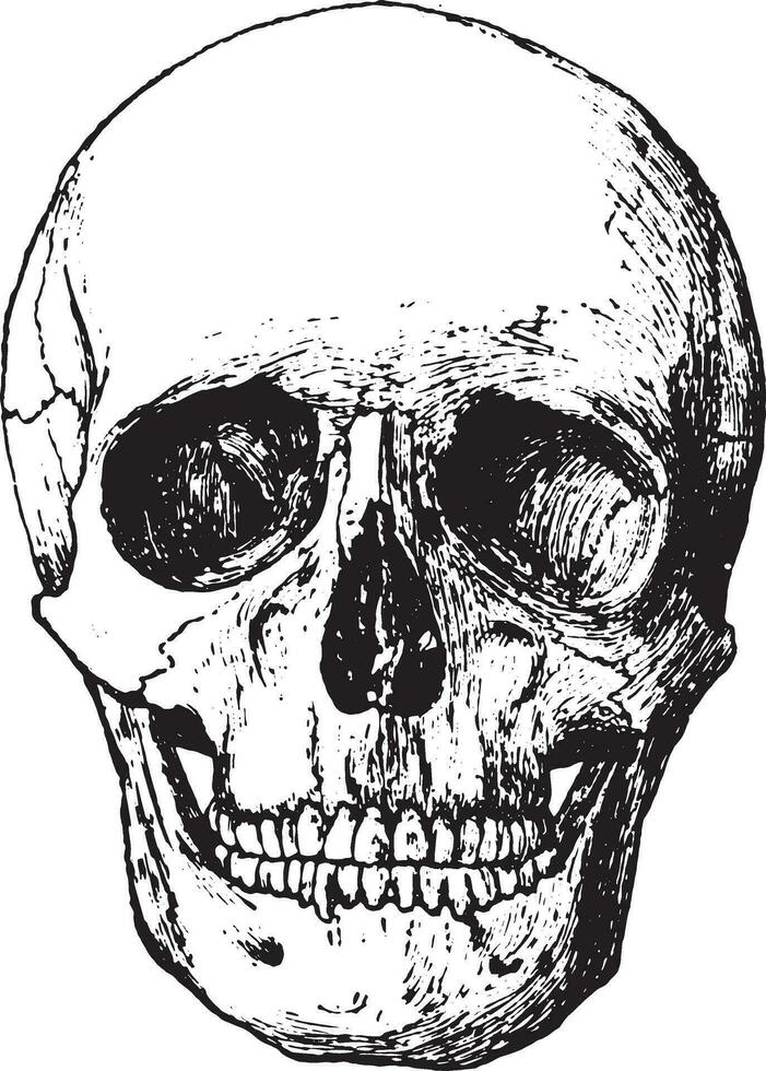 Front view of skull, vintage engraving. vector