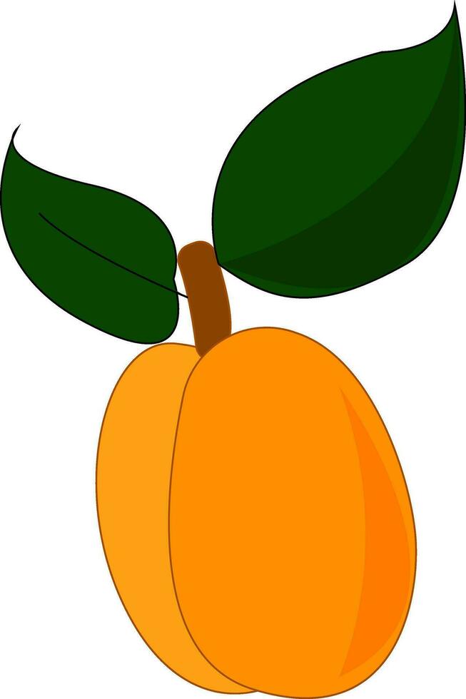 Sliced apricot, vector color illustration.