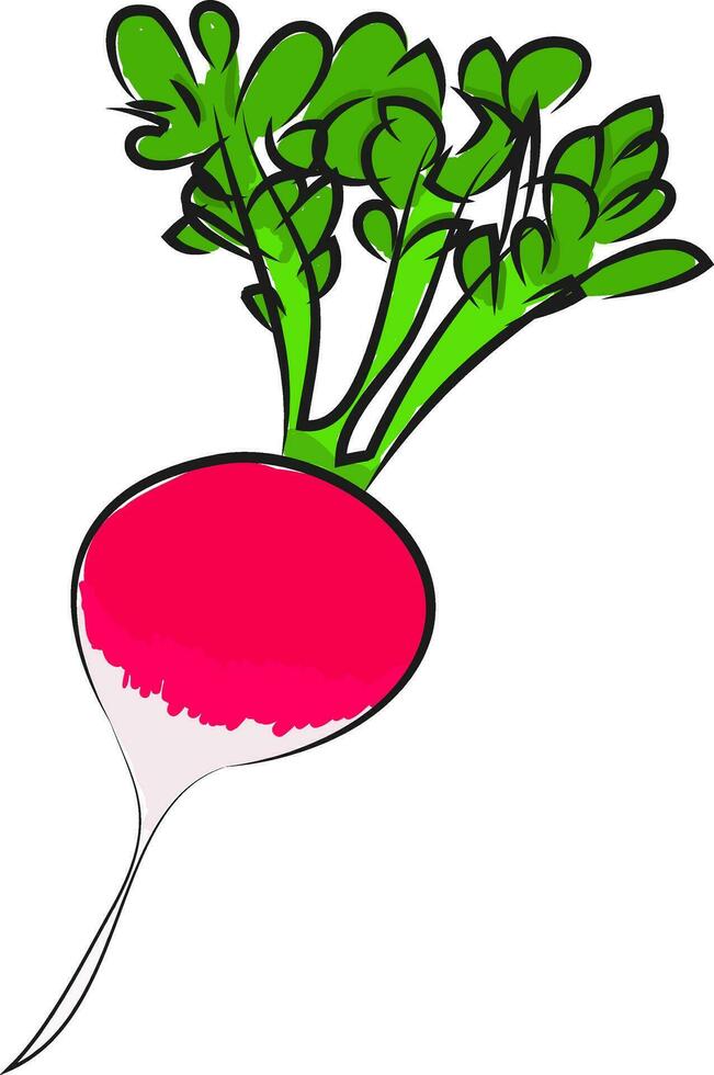 un rosado rábano, vector color ilustración.