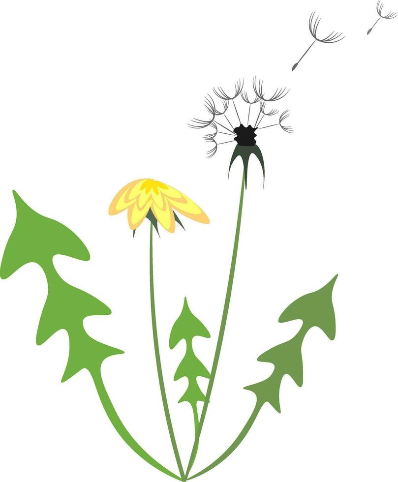 Yellow and white dandelion vector illustration