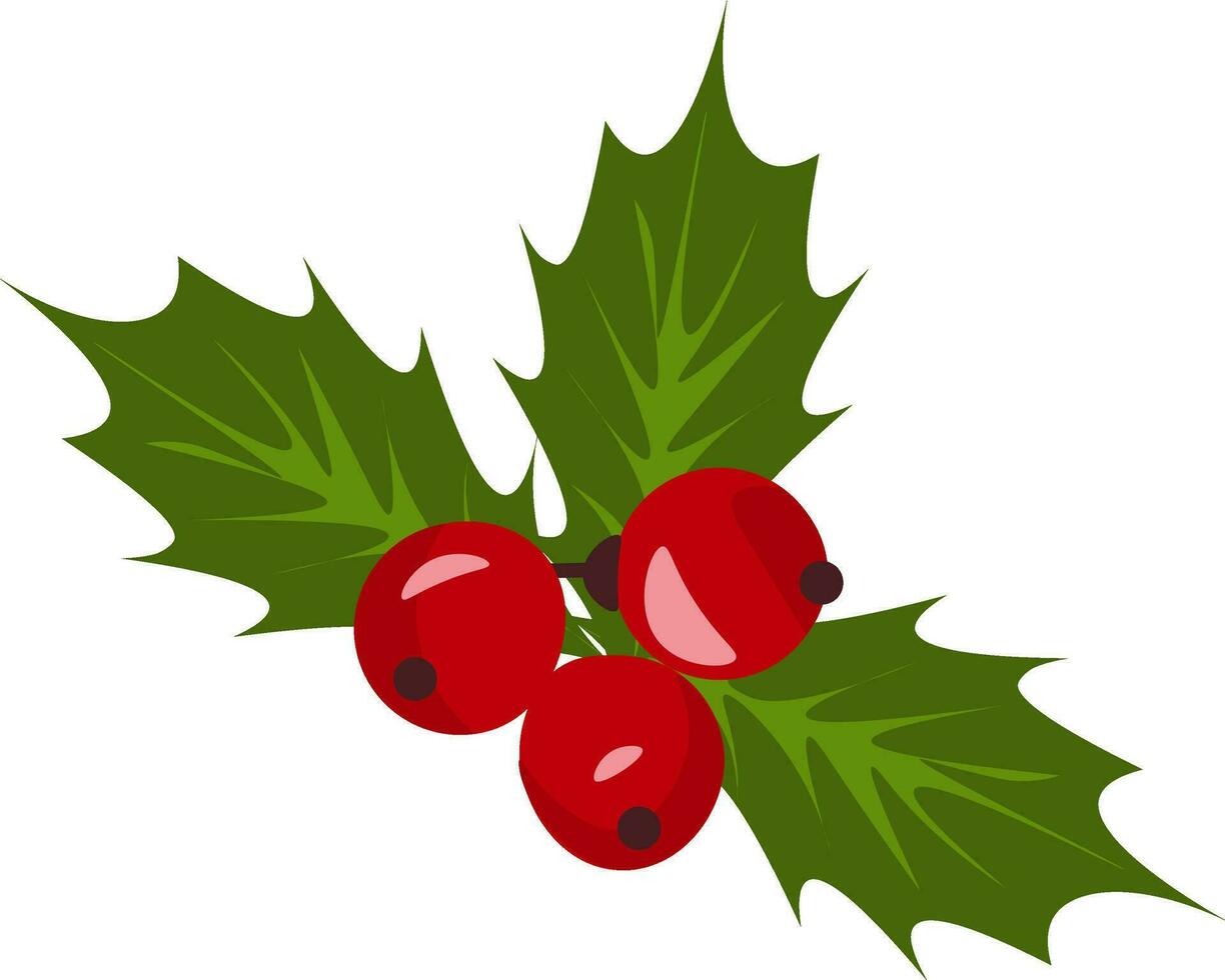 Christmas holly berry mistletoe vector or color illustration