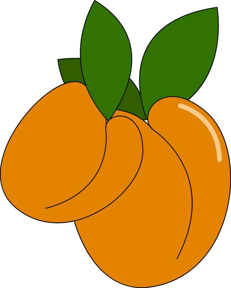 Fresh orange Apricots vector or color illustration