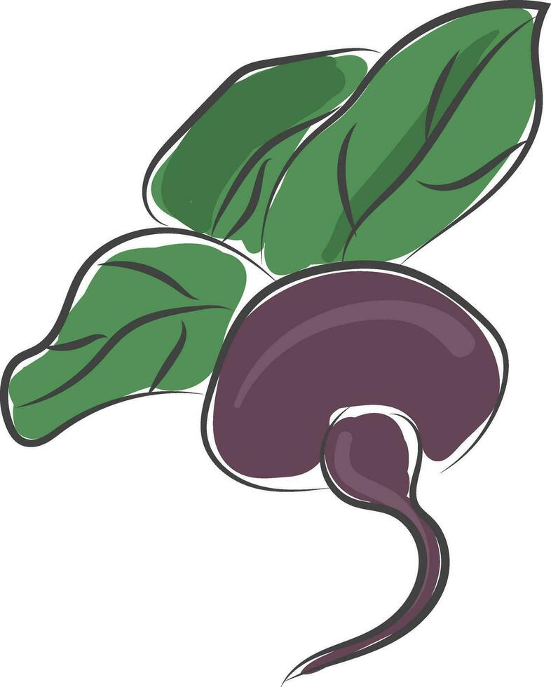 Fresh beetroot vector or color illustration