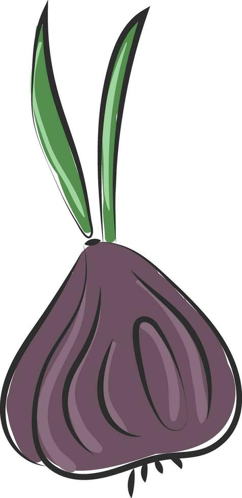 A violet bow onion vector or color illustration