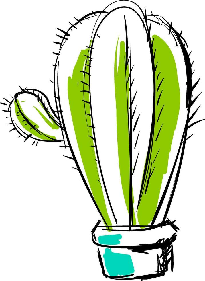 Cactus sketch vector or color illustration