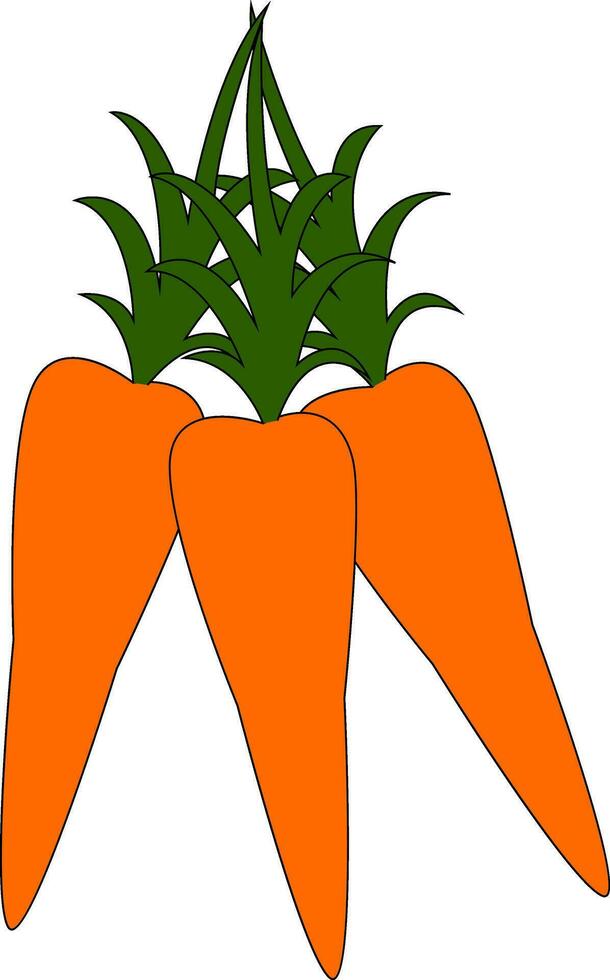 Bunch of carrots vector or color illustration