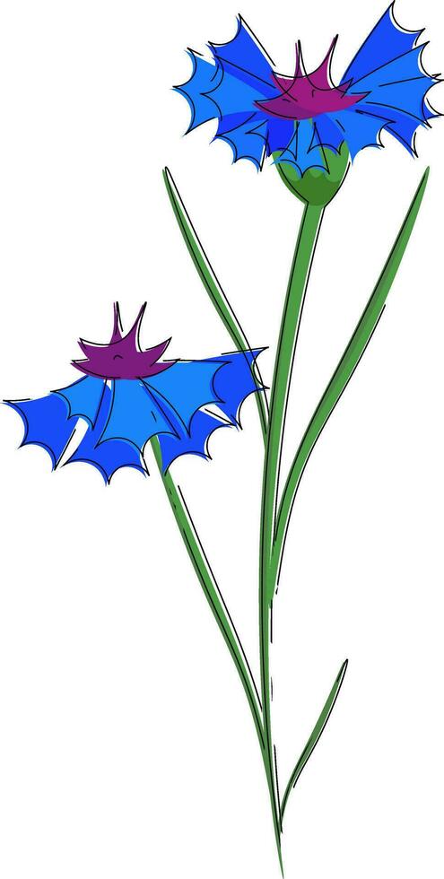 Blue cornflowers vector or color illustration