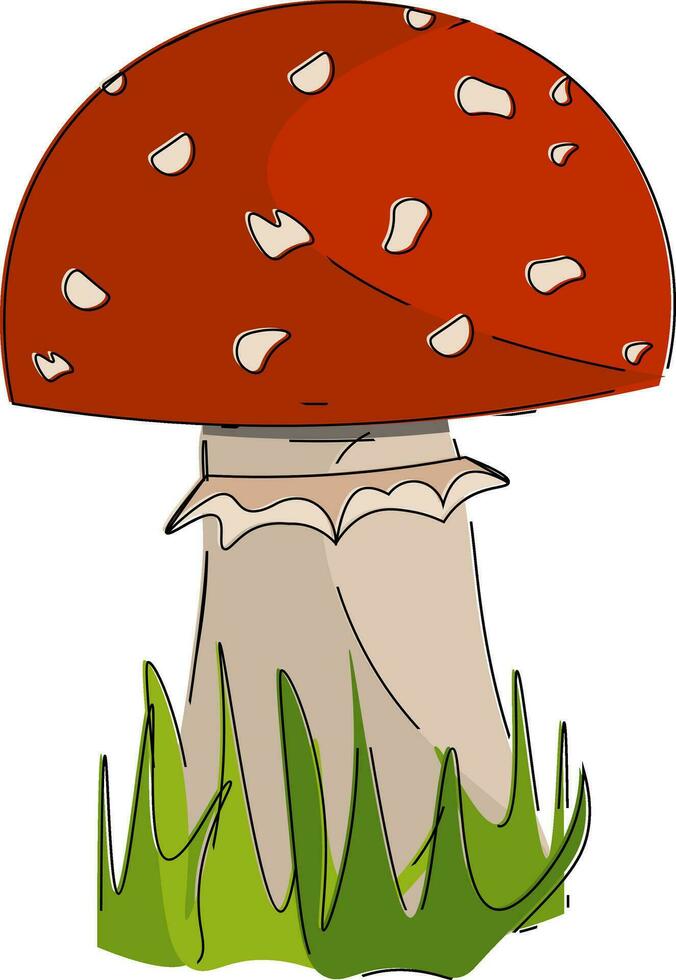 Agaric mushroom vector or color illustration