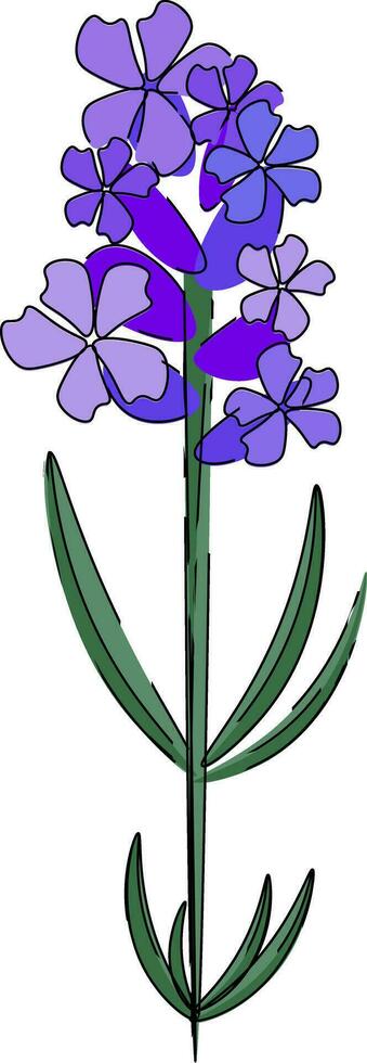 lavanda planta vector o color ilustración