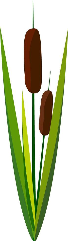 A greeny reed vector or color illustration