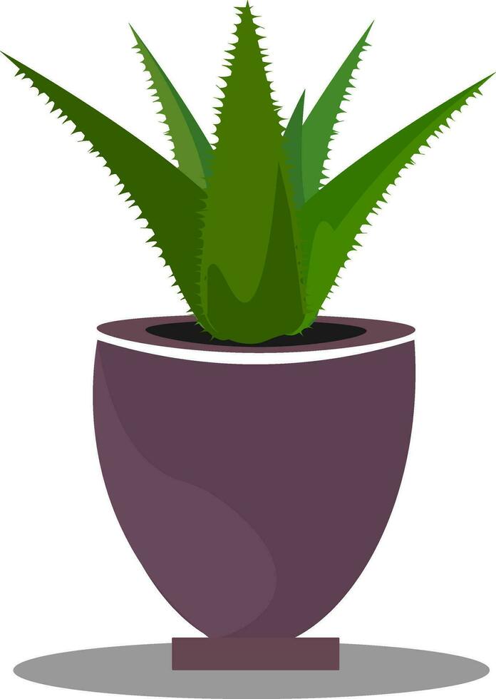 Aloe, vector or color illustration.