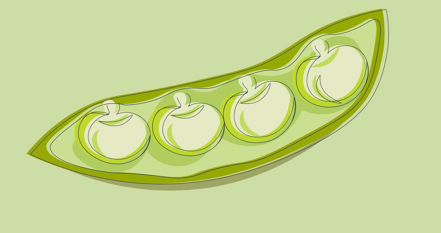 Bean, vector or color illustration.