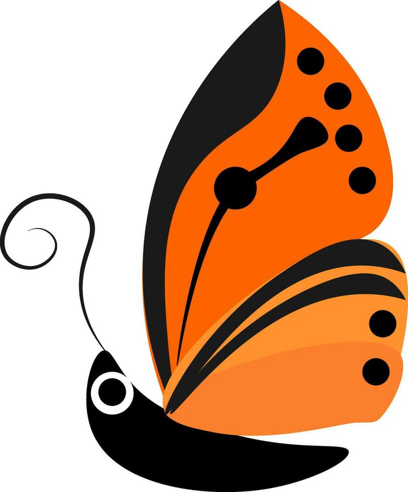 Butterfly, vector or color illustration.