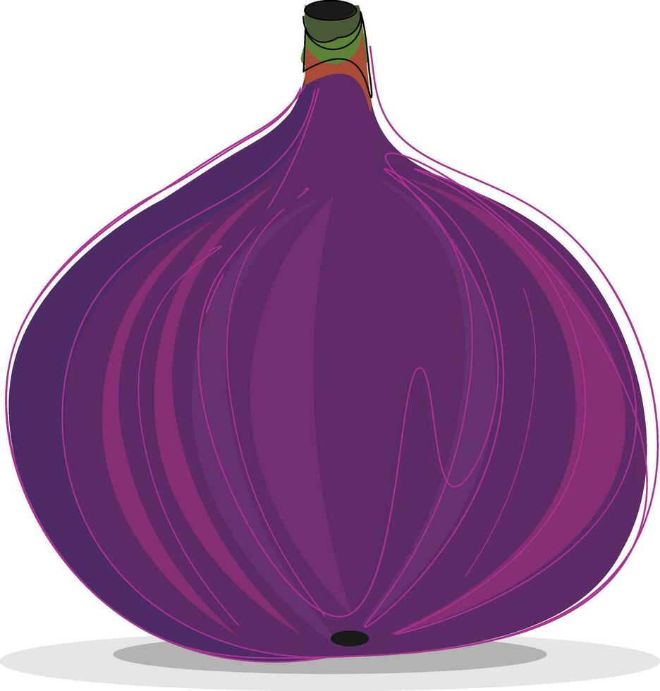 Fig, vector or color illustration.