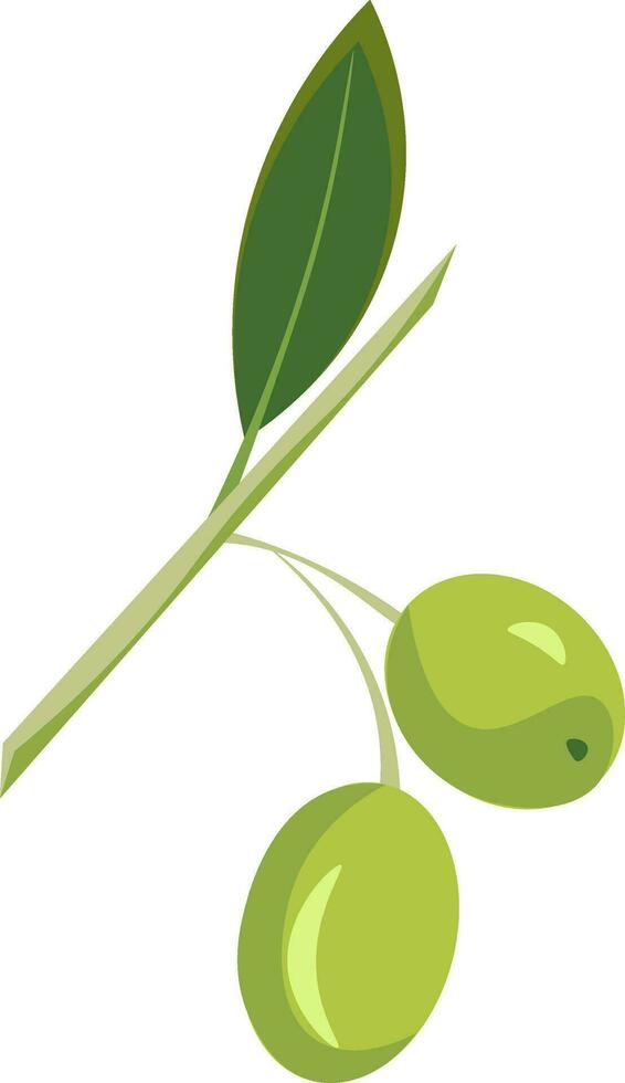Green olives, vector or color illustration.