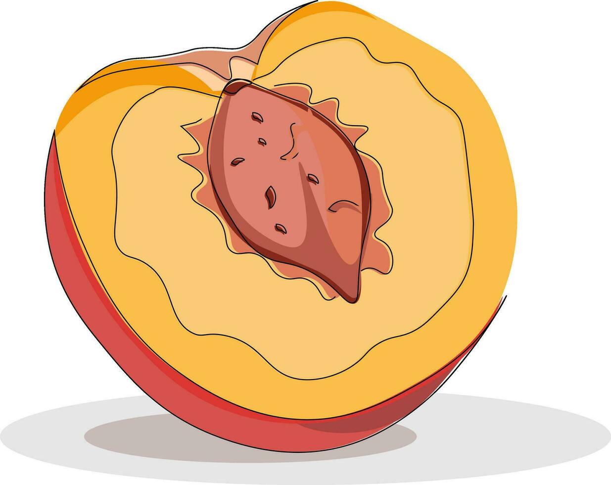 Peach, vector or color illustration.
