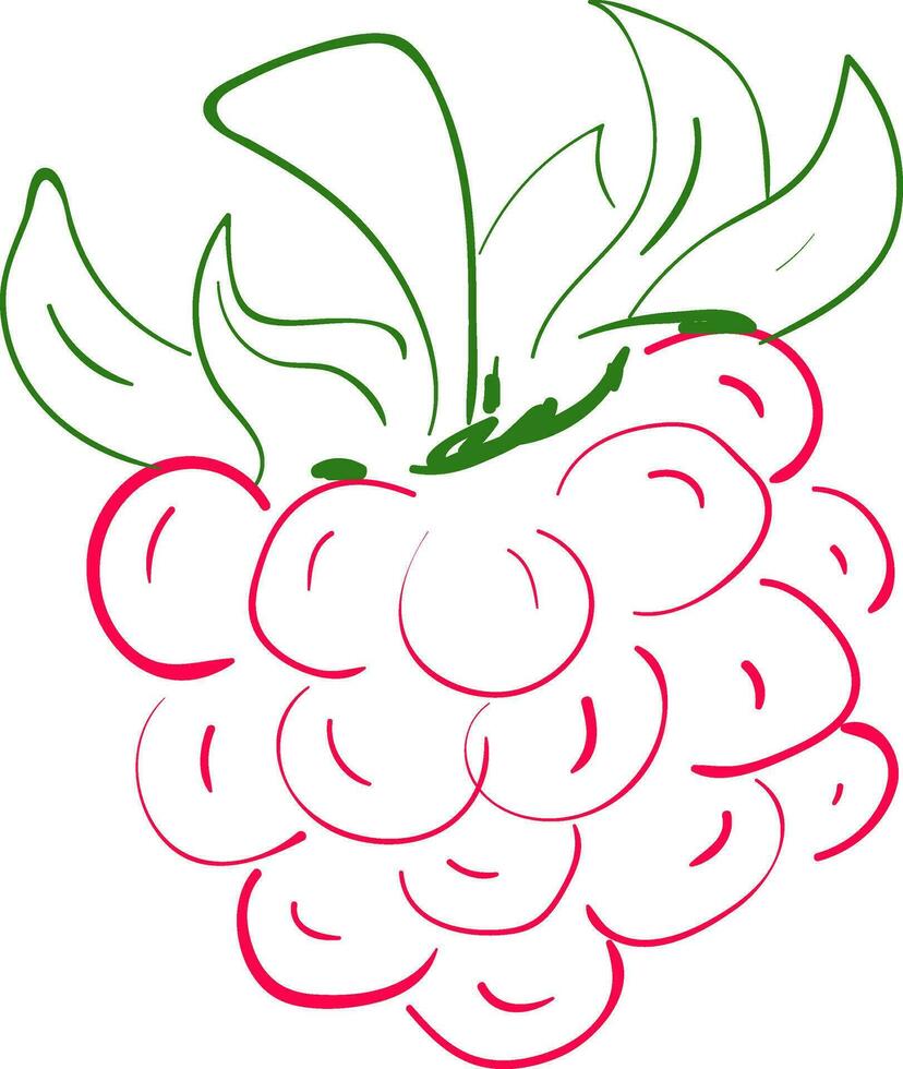 Raspberries to eat, vector or color illustration.