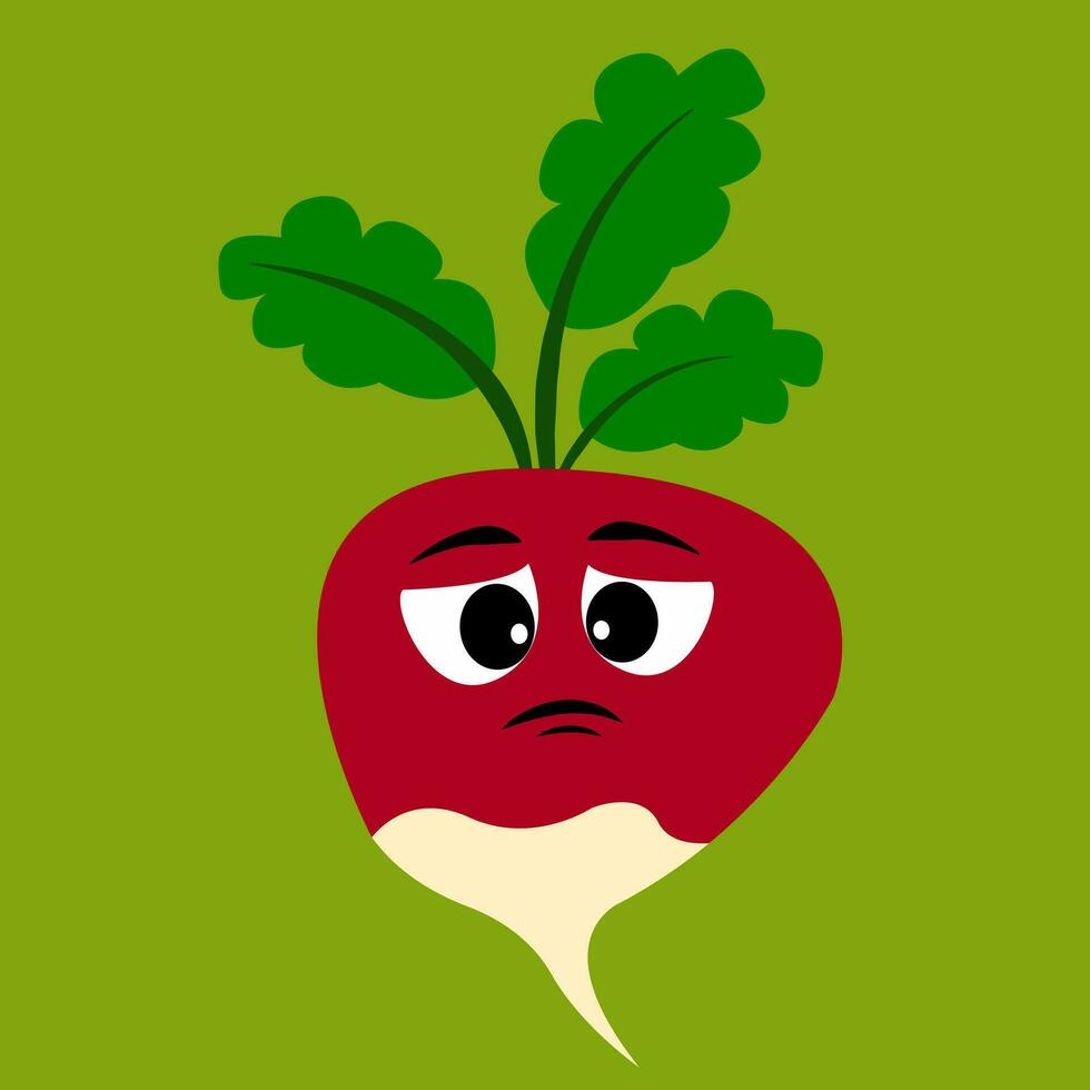 Radish, vector or color illustration.