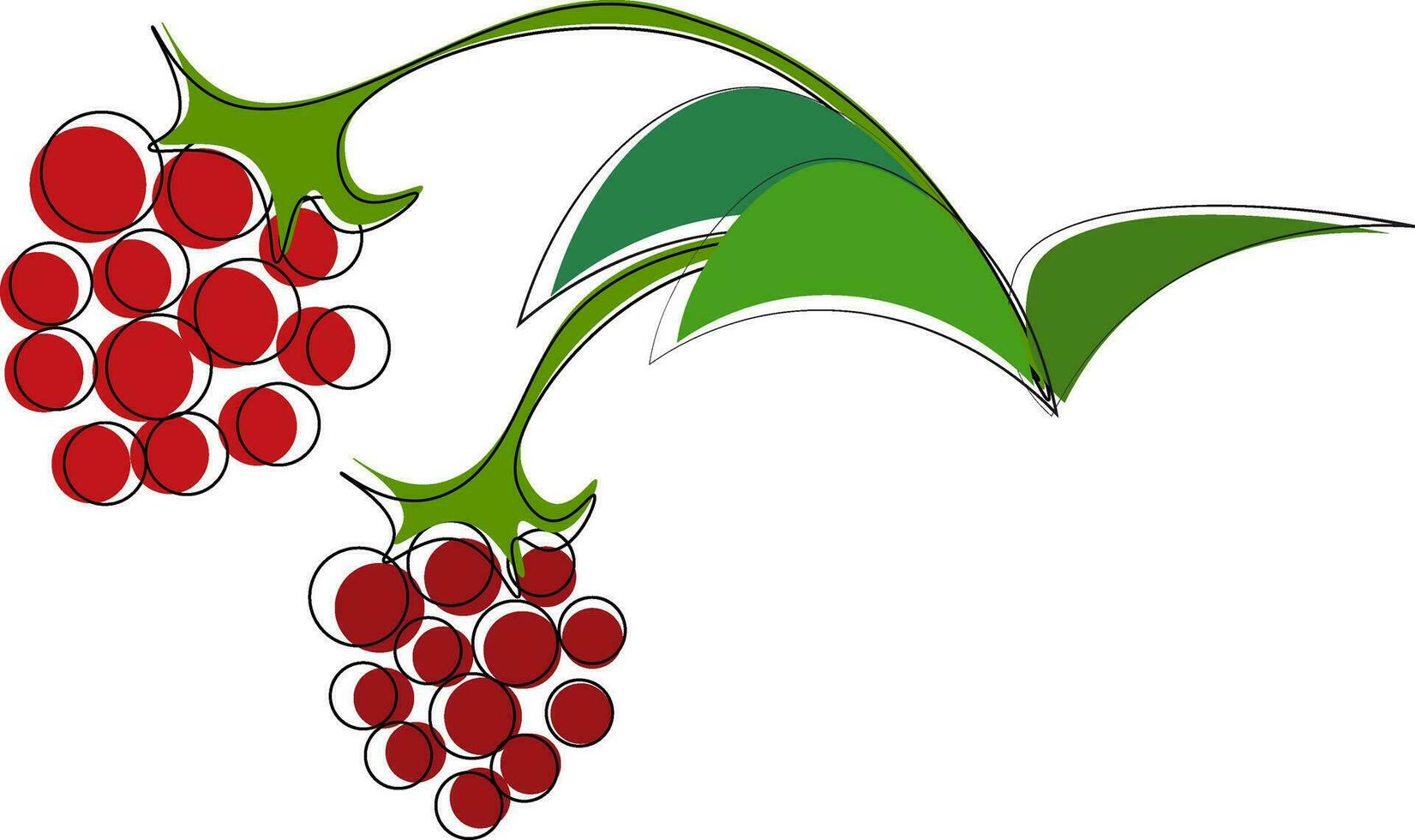 Raspberry, vector or color illustration.
