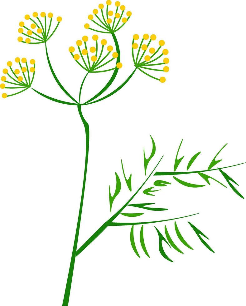 Portrait of the dill plant vector or color illustration