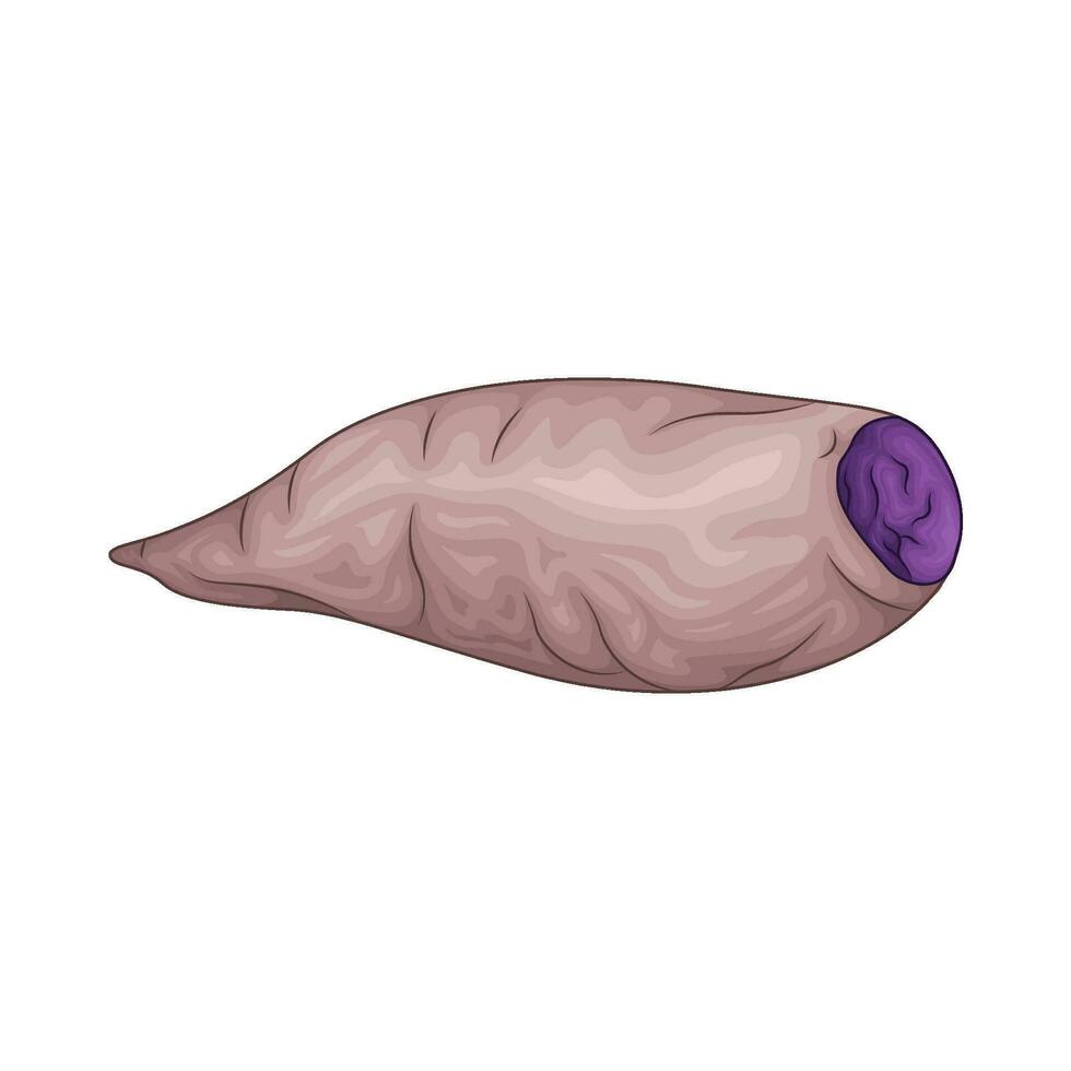 taro púrpura dulce patata ilustración vector