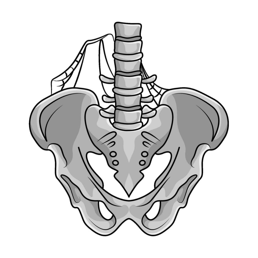 bone human halloween illustration vector